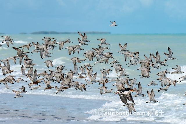 蠔仔的功效與作用-蠔仔肉粥的功效與作用