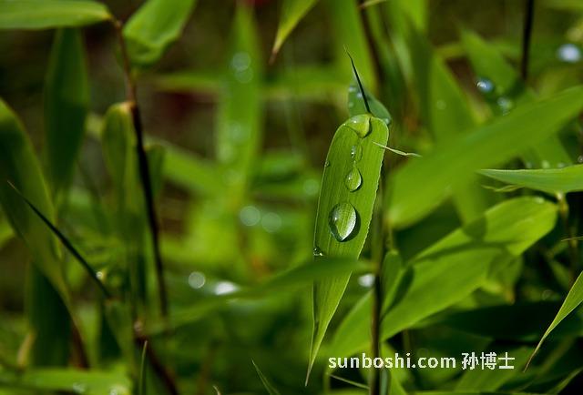 竹葉柴胡的功效與作用及禁忌-酷竹葉柴胡的功效與作用