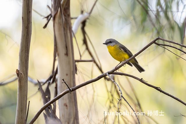 京玄參的功效與作用