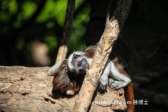 夢(mèng)見猴子咬-夢(mèng)見猴子咬我-夢(mèng)見猴子咬手