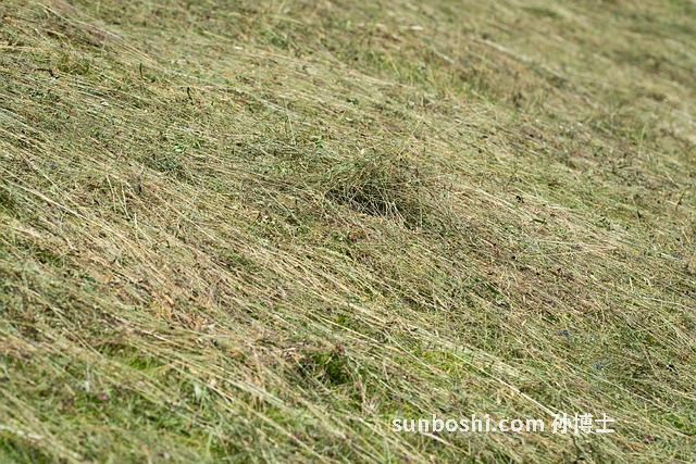 夢見變成吸血鬼-夢見自己變成吸血鬼