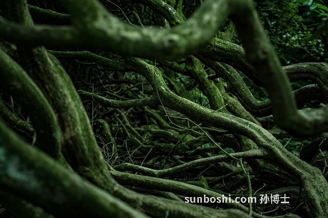 知母根的功效與作用