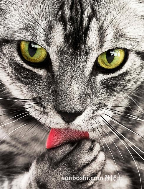 周公解夢大全夢見貓