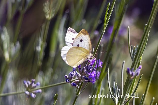 生梔子的功效與作用及禁忌-野生梔子的功效與作用-桑寄生梔子的功效與作用