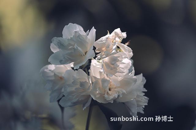 茉莉花花的功效與作用-茉莉花花茶的功效與作用