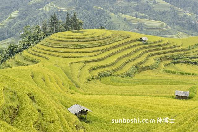 黃皮梨的功效與作用-黃皮梨子的功效與作用