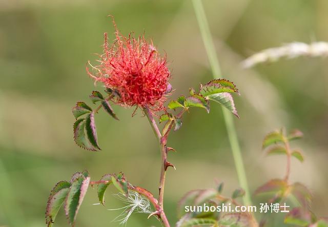 膽黃草的功效與作用