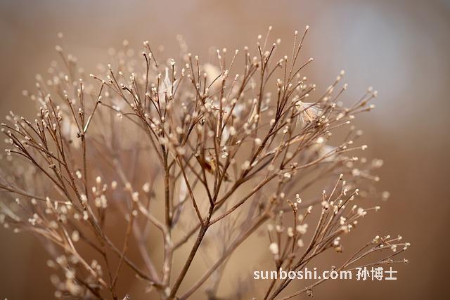 干蜈蚣泡酒的功效與作用