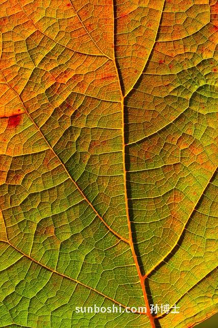 夢見割脈-夢見自己割脈-夢見自己割脈流血