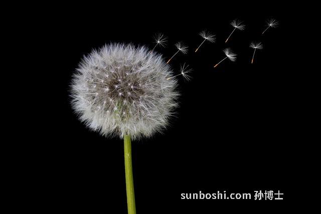 蒲公英的葉子功效與作用點(diǎn)