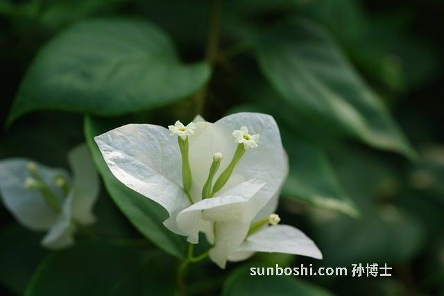 旱葛的作用與功效-旱葛根功效與作用