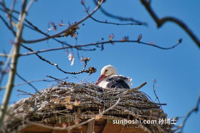 燕窩的功效與作用有哪些-西洋參燕窩功效與作用-更年期吃燕窩的功效與作用