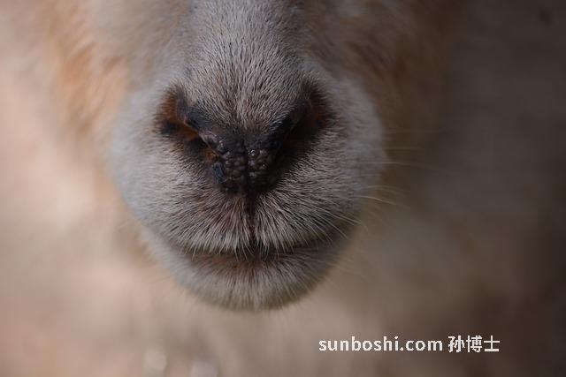 健脾益腸丸的功效與作用