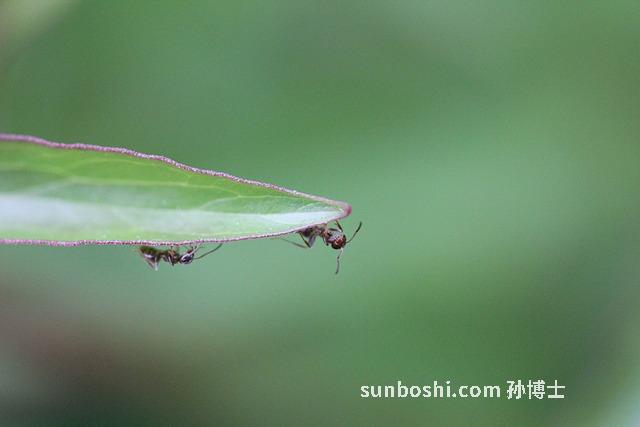 前列桂花片作用與功效
