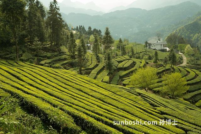 青崗菌的功效與作用