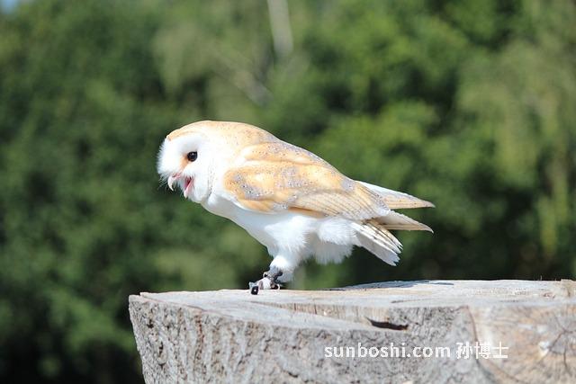 白銀豆的功效與作用