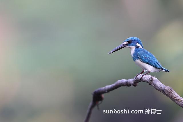 玉不留行的功效與作用