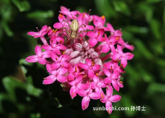 苦瓜榨汁的功效與作用-蘋果和苦瓜榨汁功效與作用