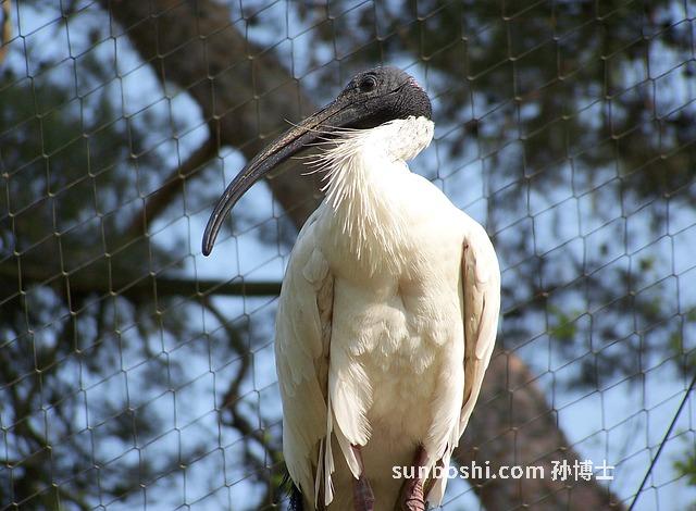 芥萊的功效與作用