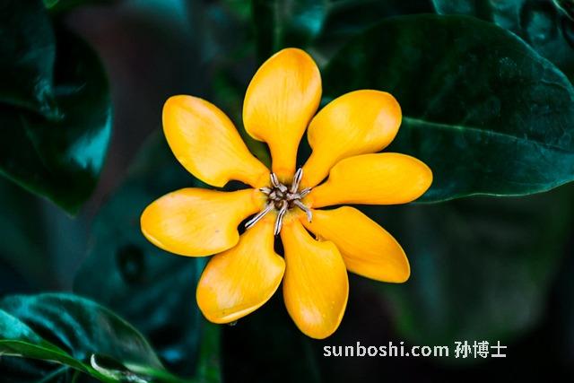 金梔子的功效與作用