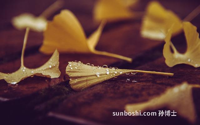 銀杏葉酊的功效與作用