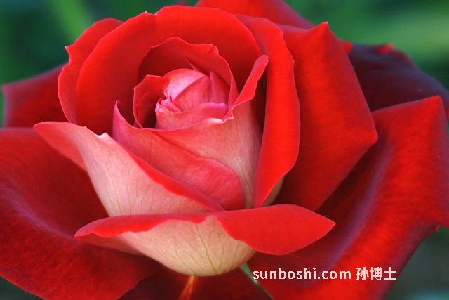 夢見給香-夢見別人給香蕉吃-懷孕夢見別人給香瓜吃