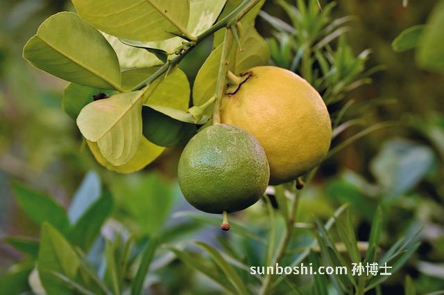 柚子的功效與作用柚-柚子柚子的功效與作用