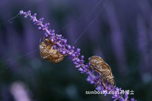 麥冬泡水喝的功效與副作用
