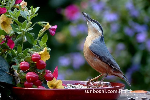 西爪的功效與作用-西爪籽的功效與作用-西爪霜的功效與作用