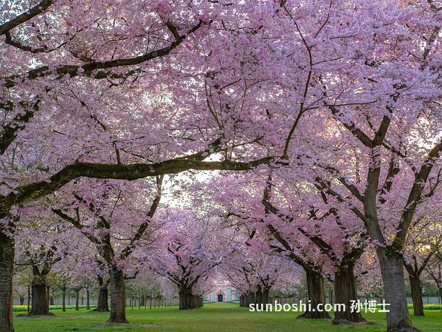 青根藤的功效與作用
