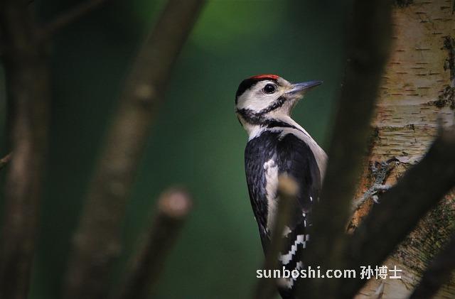 食生母片的作用與功效