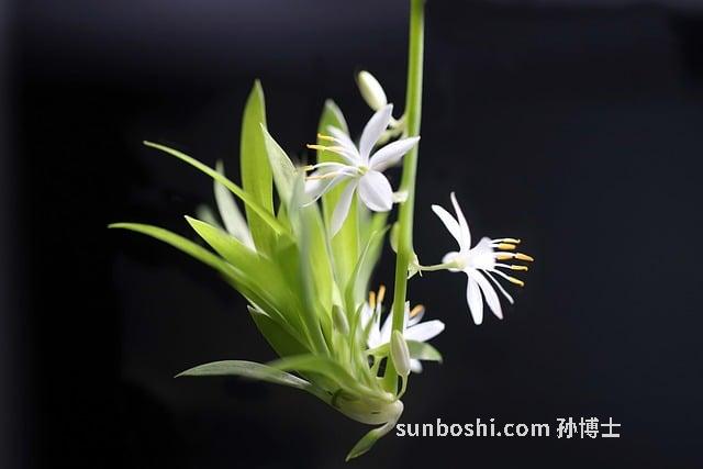 金蘭花的功效與作用點