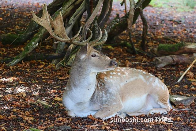 梅花鹿角的功效與作用-老的梅花鹿角的功效與作用