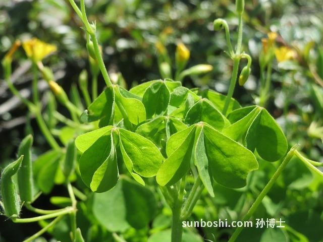 葉黃酸的功效與作用-葉黃酸維生素的功效與作用