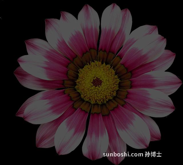 發半夏的功效與作用-中藥材批發半夏功效與作用