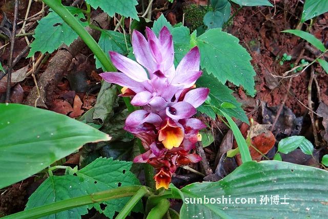 郁金銀屑片的功效與作用