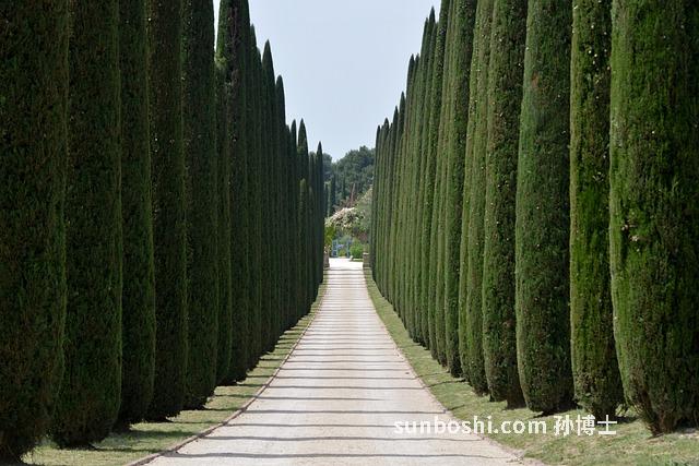 柏樹(shù)果的功效與作用點(diǎn)