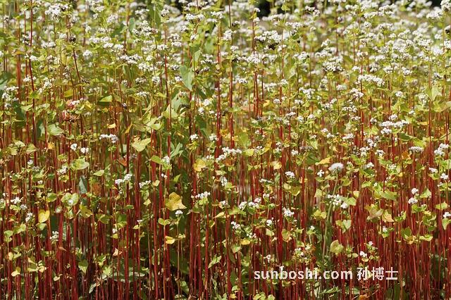 白蠶豆的功效與作用-吃白蠶豆的功效與作用禁忌