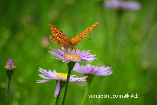 野花蜂蜜的作用與功效-高原野花蜂蜜功效與作用