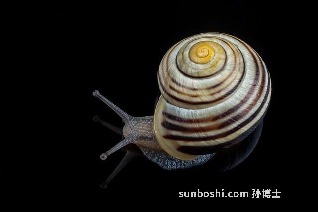 夢見蛞蝓-夢見很多蛞蝓-夢見打蛞蝓