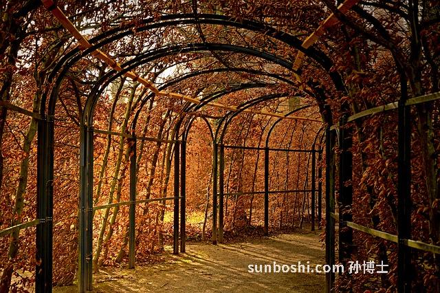 鐵樹油的作用與功效-鐵樹油的藥用功效與作用