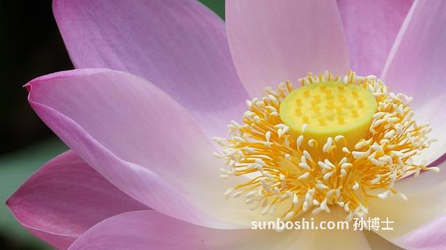 夢見好看的花-夢見很多好看的花