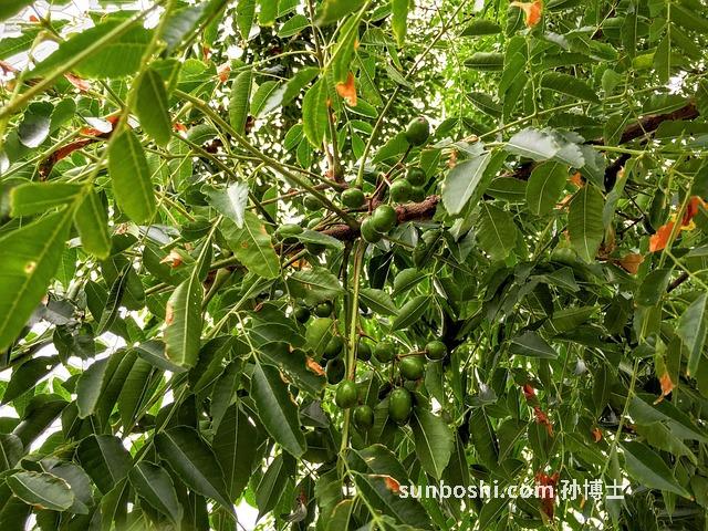 苦珠的作用與功效-苦珠葉孑作用與功效-苦珠葉子作用與功效與作用