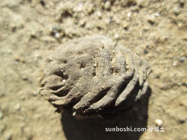 桃子核的功效與作用-帶桃子核的功效與作用-桃子核肉作用與功效與作用