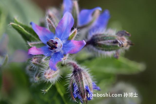 紫草油膏的功效與作用