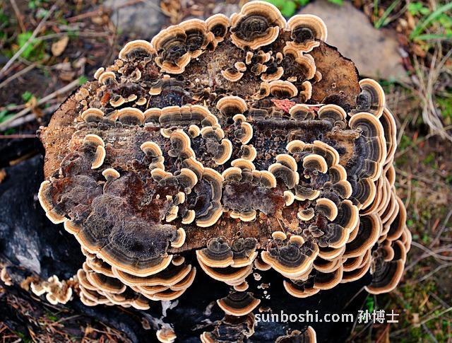 云苓薏米的功效與作用