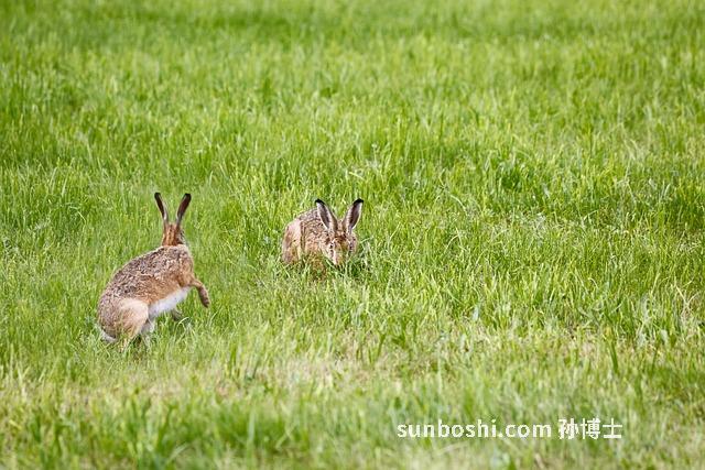 普耳草的功效與作用