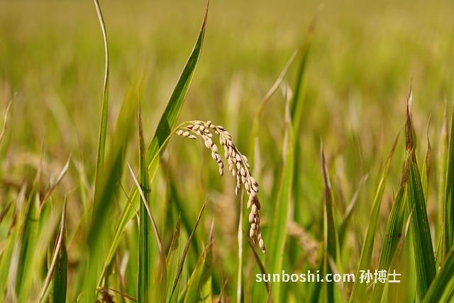 夢見稻谷小說-類似夢見稻谷的小說