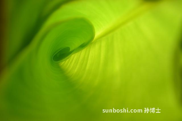 梭羅子的功效與作用