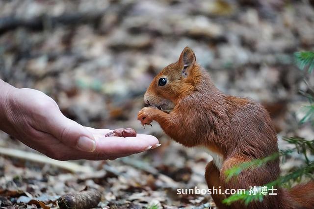 野生榛子的功效與作用-野生榛子仁功效與作用